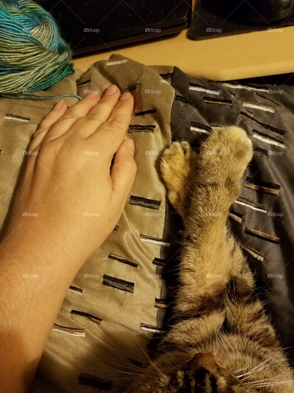 Hand and Paws