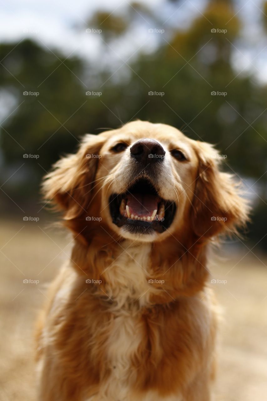 cute golden retriever