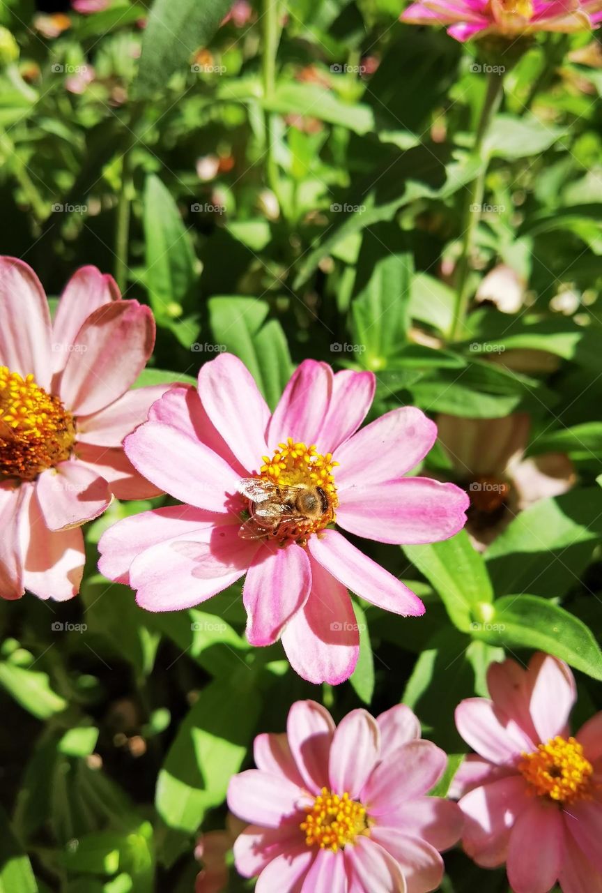 Bee landed on a flower garden