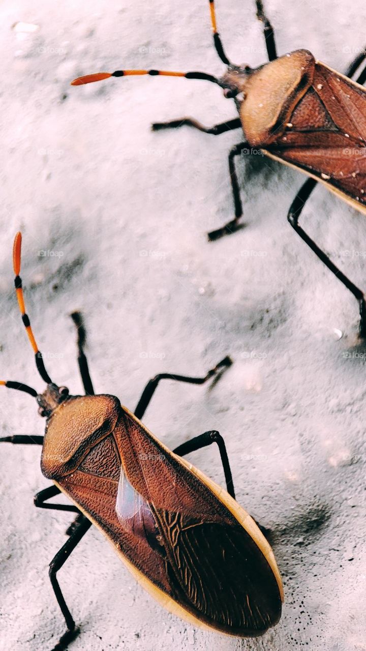 Leaf footed bugs