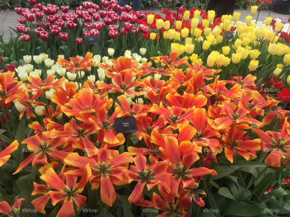 Colourful tulips