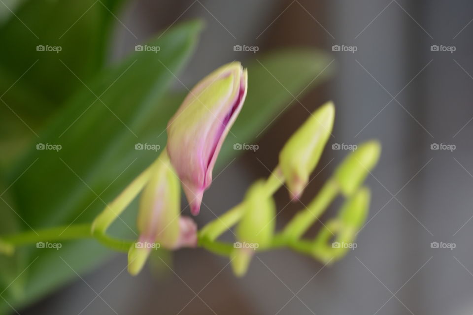 Close up photography of a orchid flower 