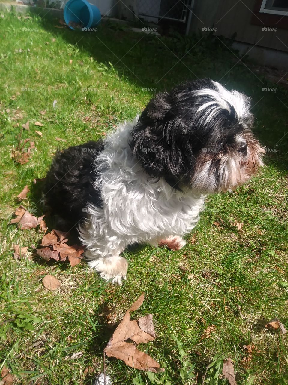 A shitzu named Nemo enjoying the sunshine 🌞