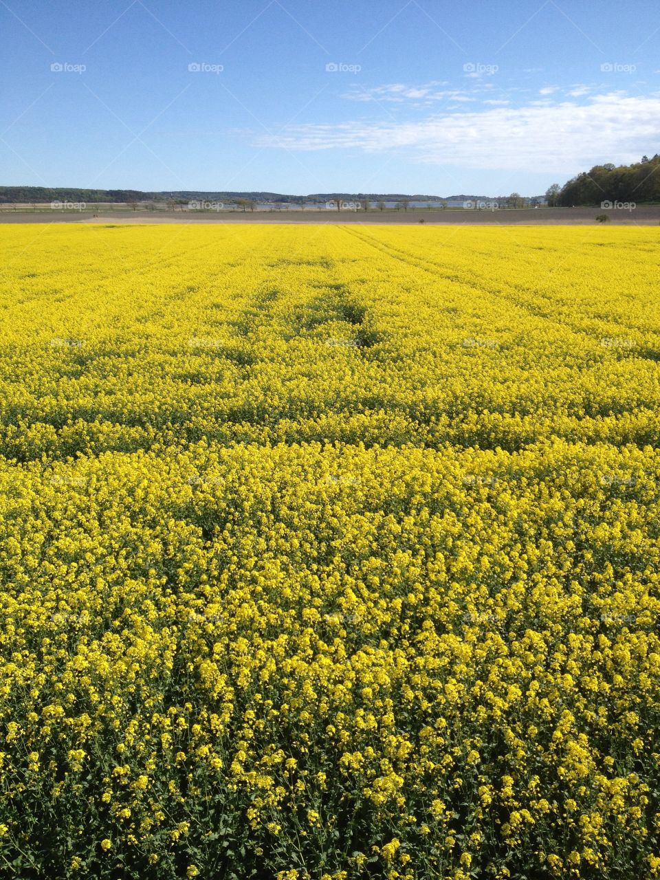 Rape seed field