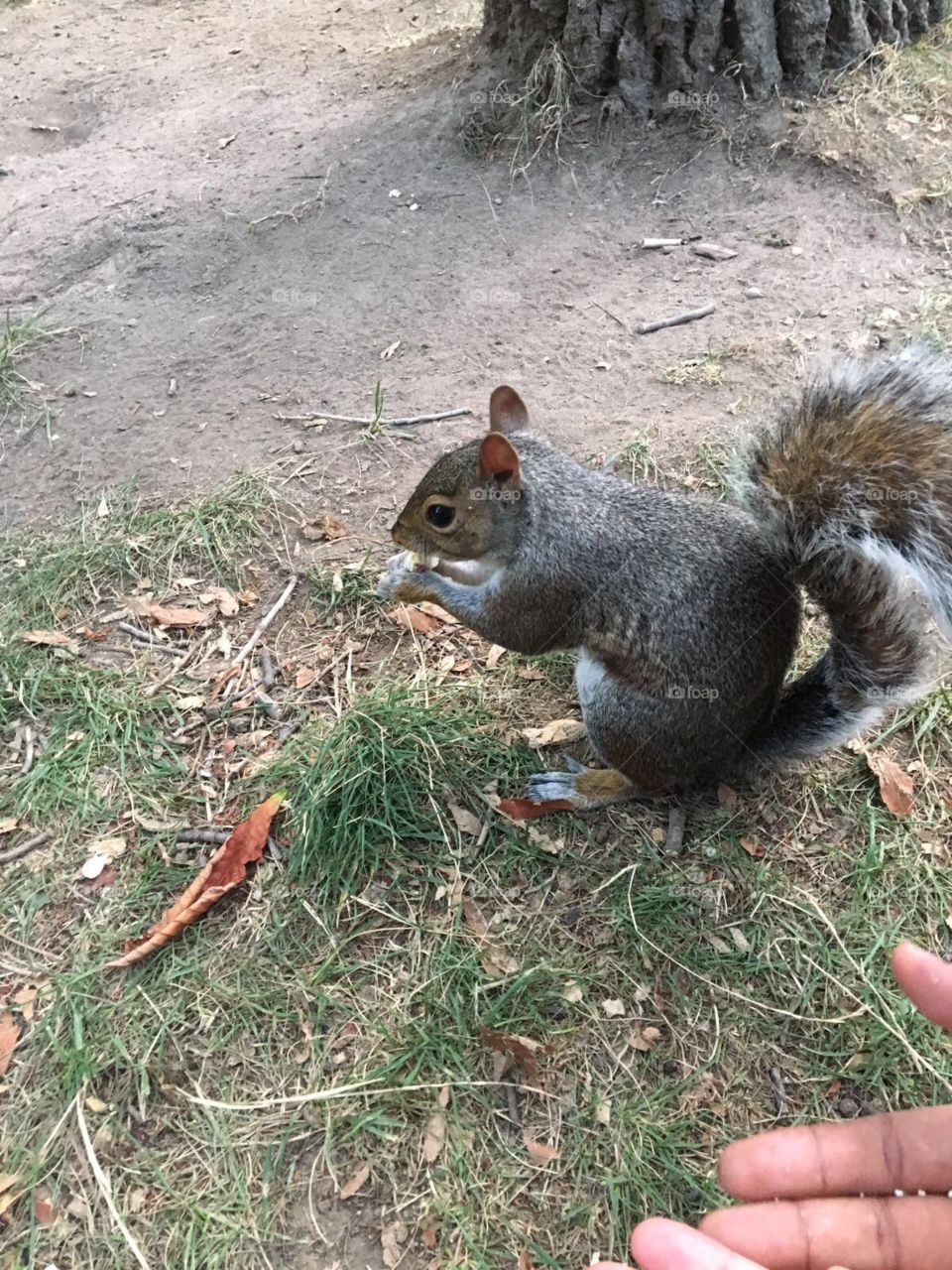 Squirrel animals