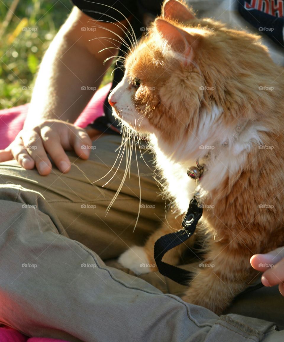 ginger cat on a hands child boy outdoor