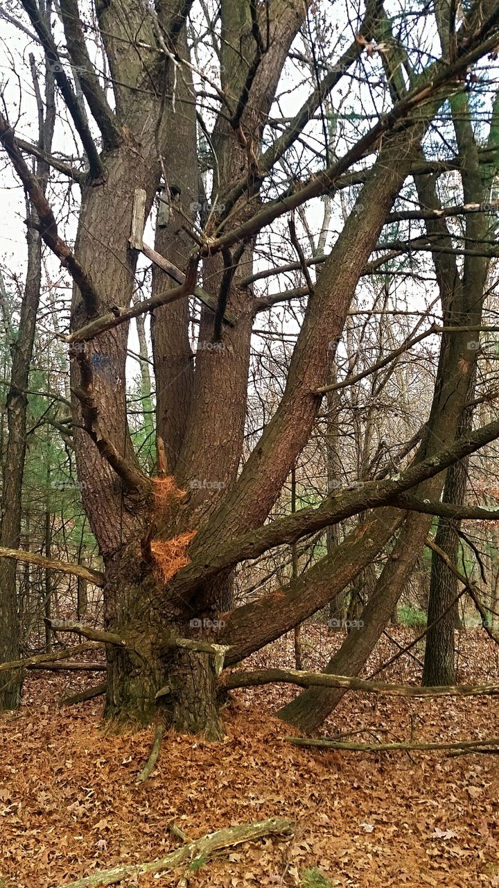Old Climbing Tree