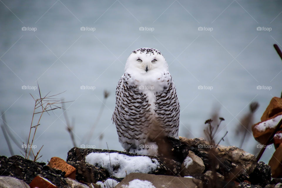 Snowy owl resting during the day