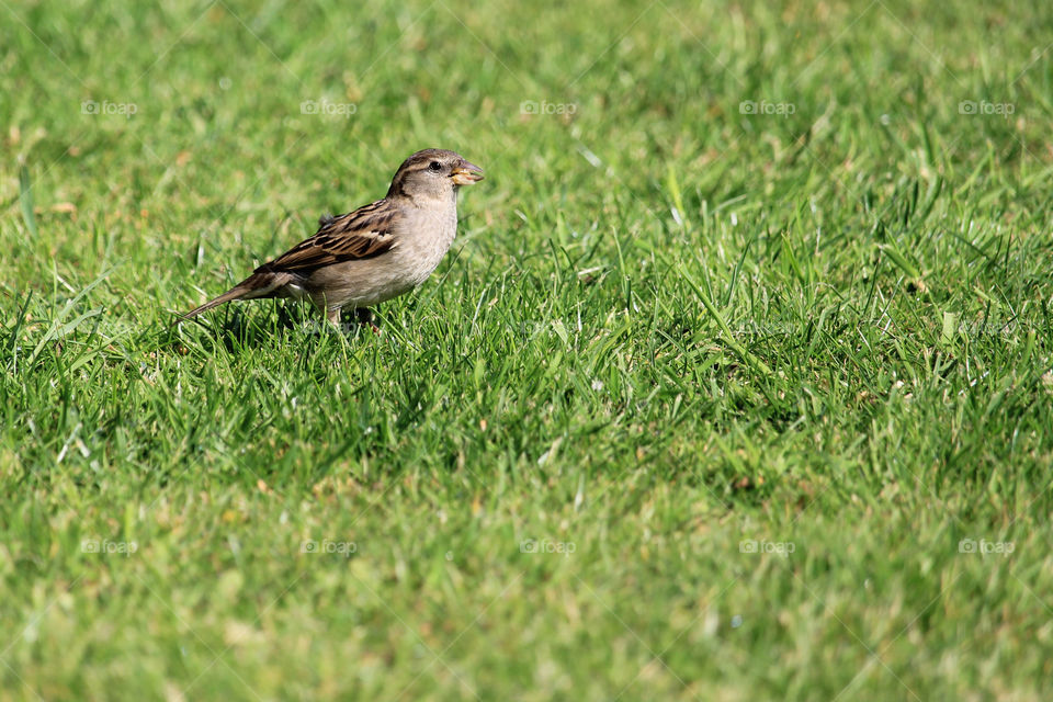 Sparrow forraging, English Wildlife