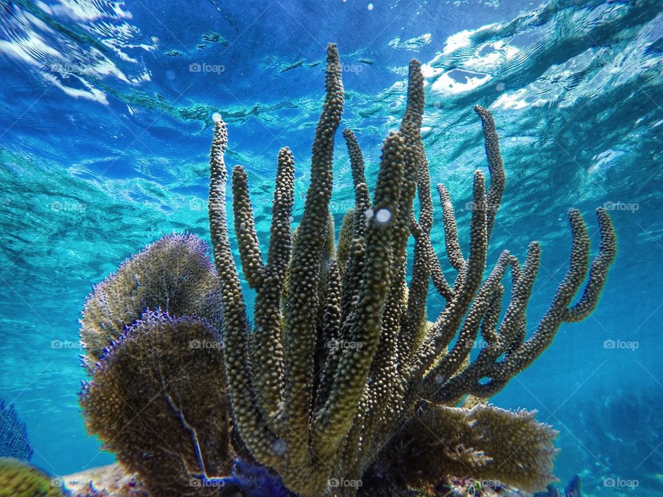 Coral Reef in Key Largo -Florida