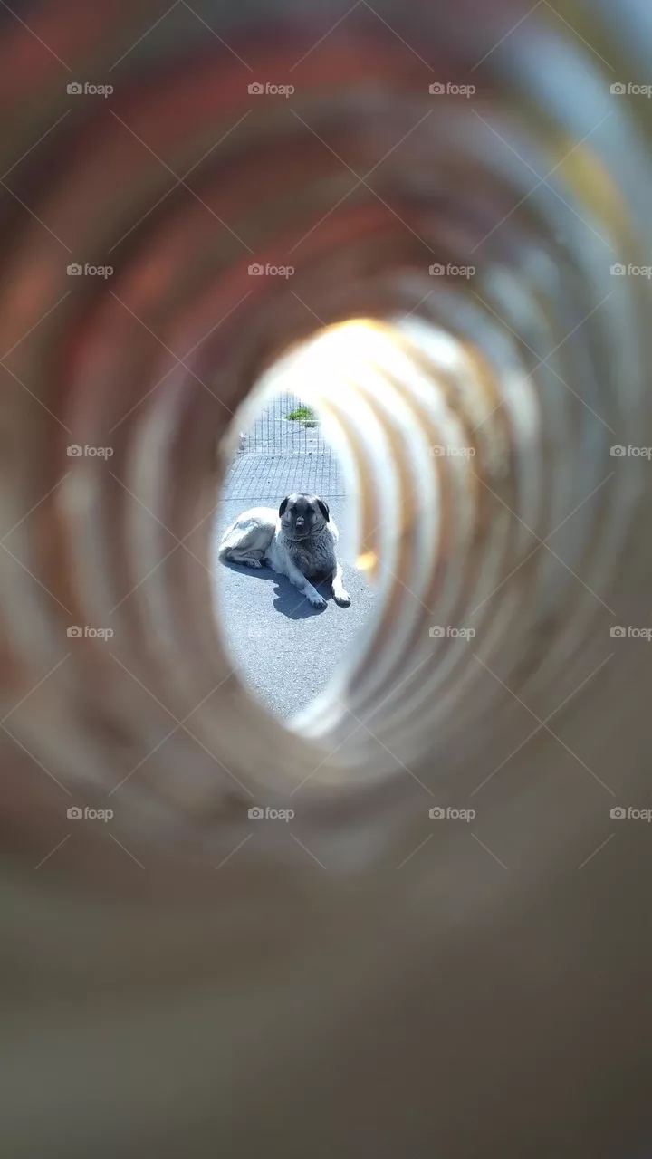 dog