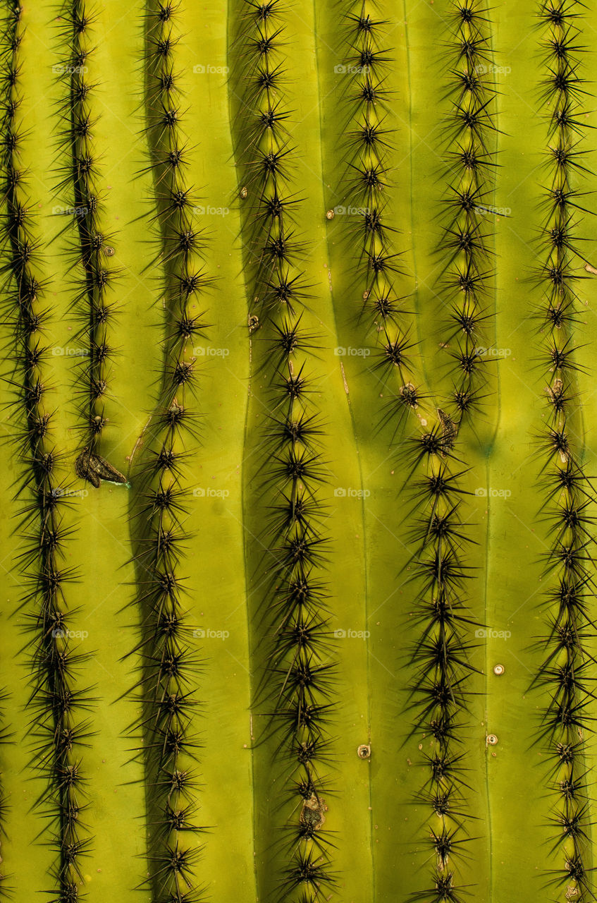close up cactus
