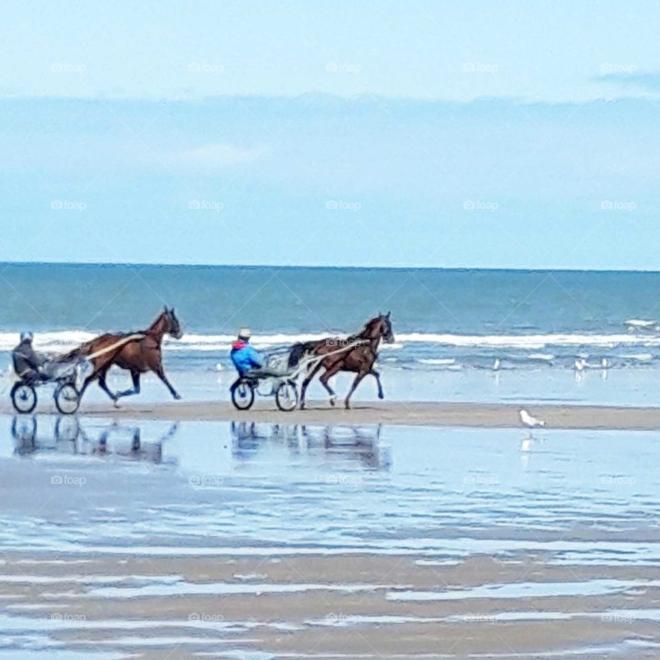 horse race in Normandy