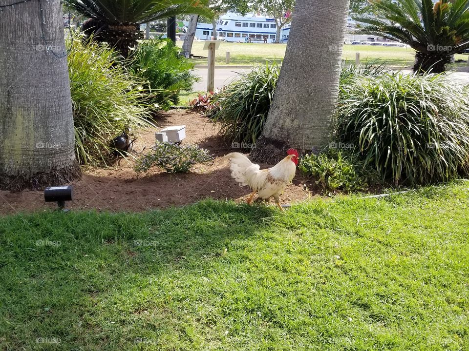 Chickens of Bermuda
