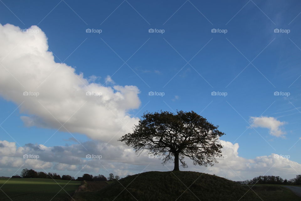 Lonely Tree