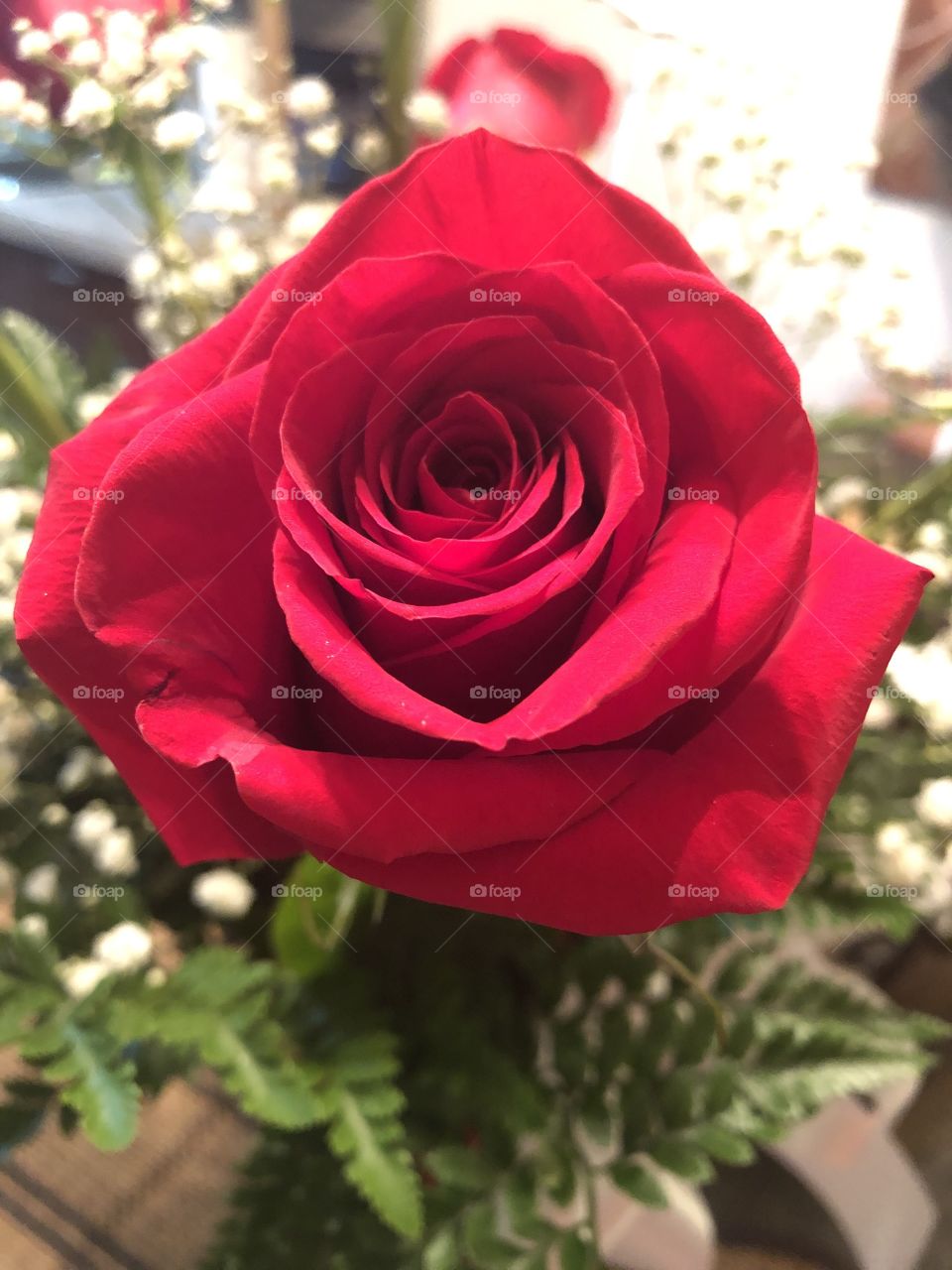 Red rose