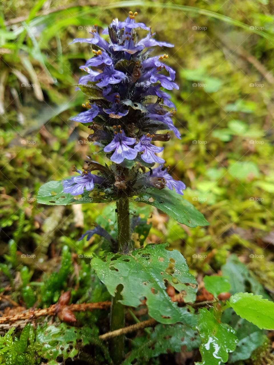 flower in the forrest