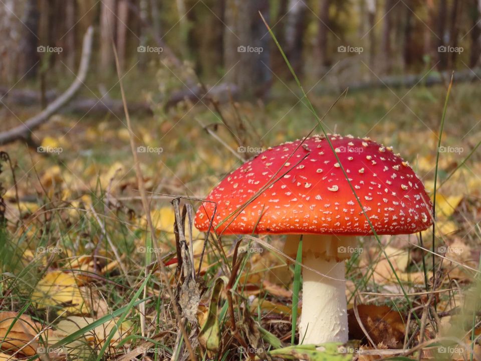 Mushroom in the autumn forest