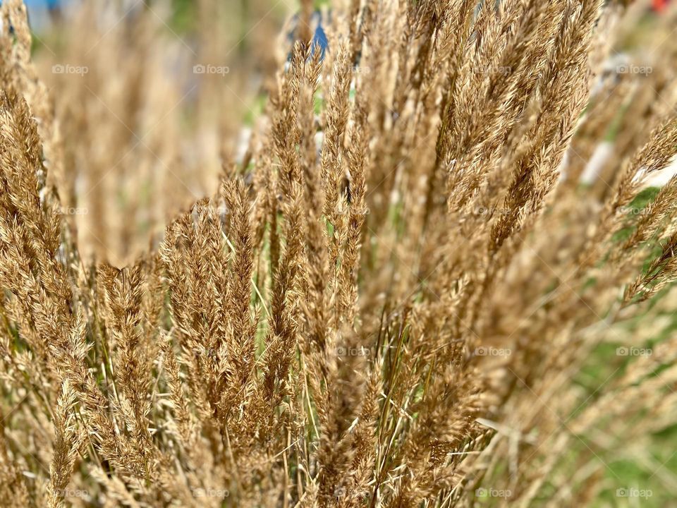 Golden-brown grasses swaying gently, indicating the approach of autumn.