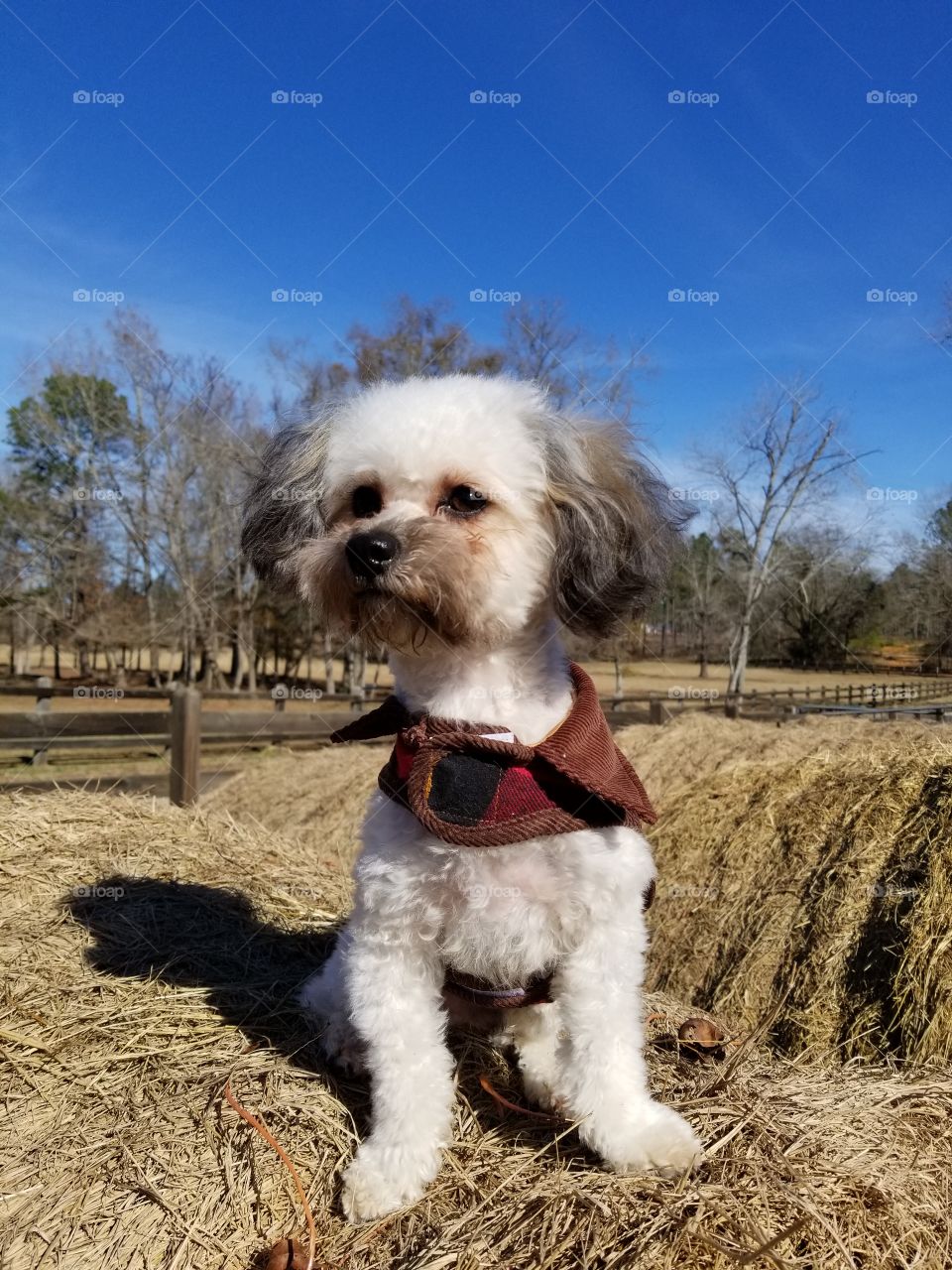 yorkie poo