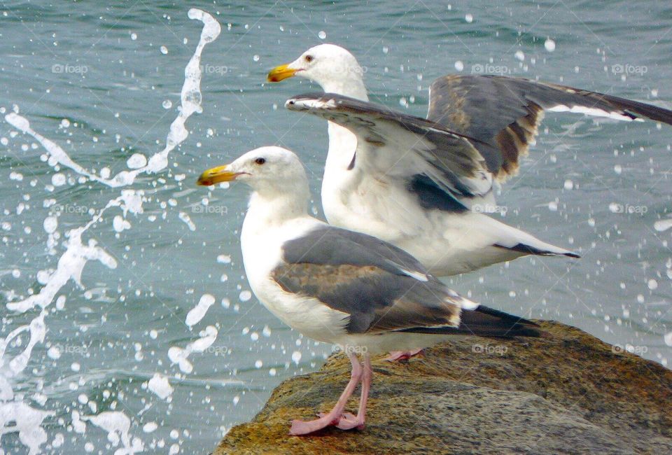 Seagull Splash