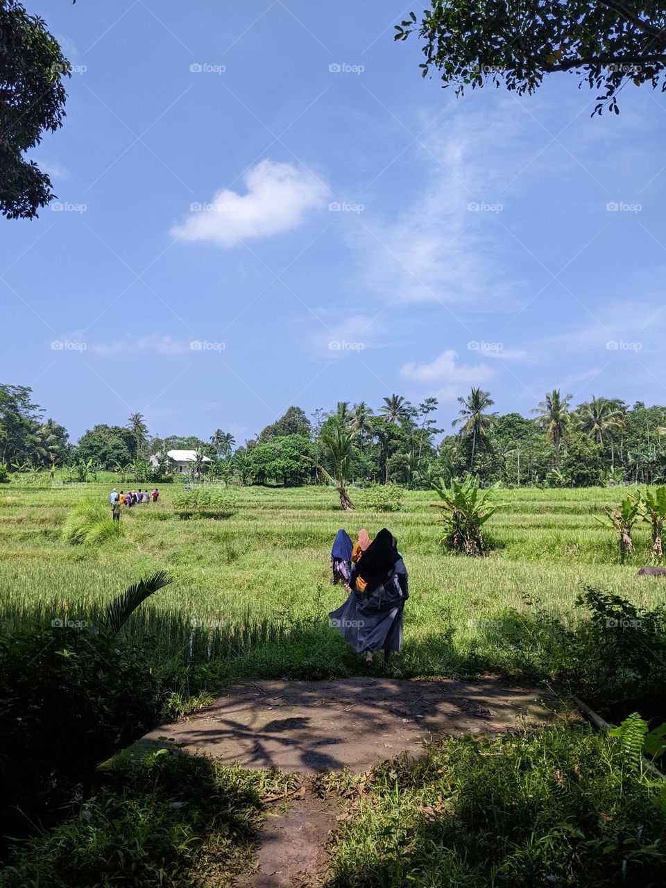 view of the rice field area in the village😁