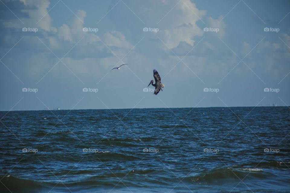 Pelican 