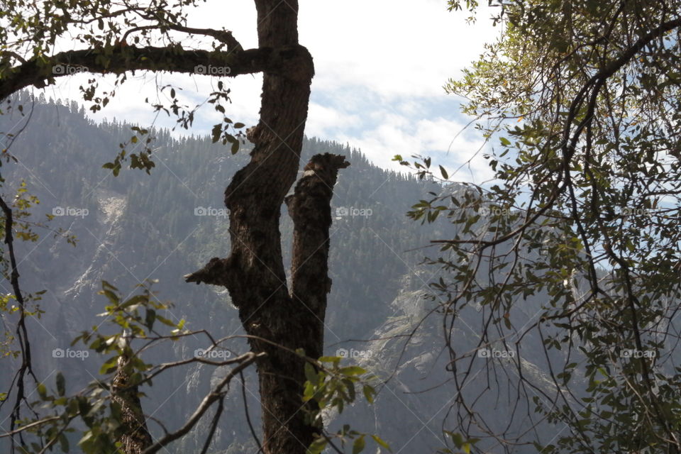 Tree, No Person, Wood, Outdoors, Nature