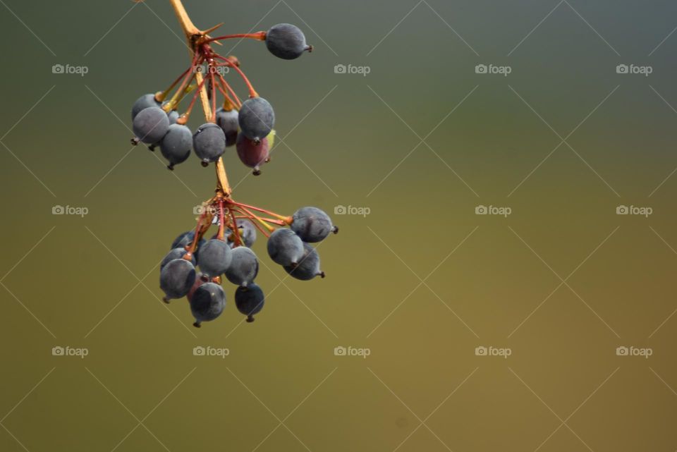 A berry is a small, pulpy, and often edible fruit. Typically, berries are juicy, rounded, brightly colored, sweet, sour or tart