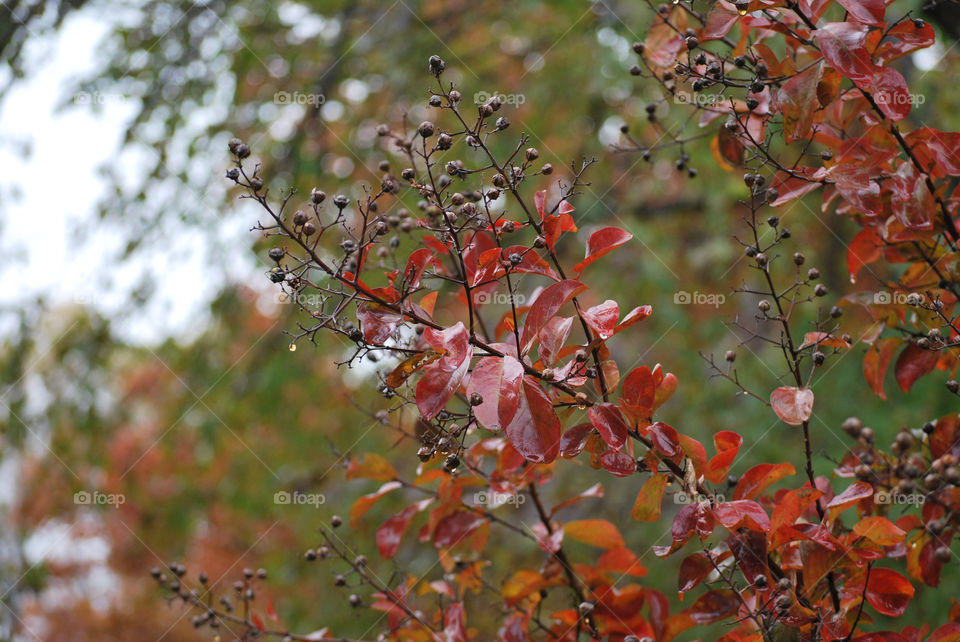 The wet crape myrtle leaves glisten with saturated colors.