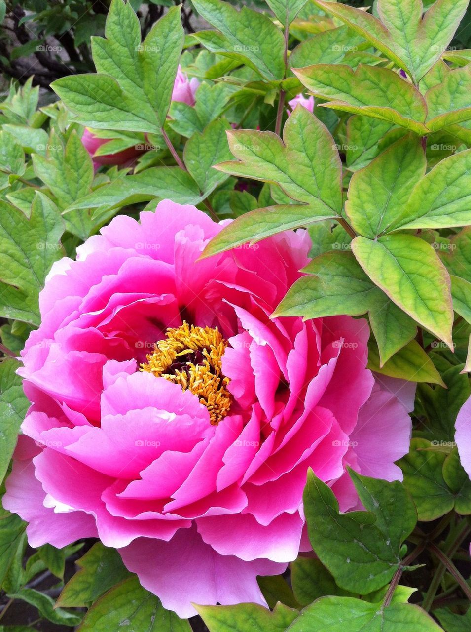 Very beautiful flower