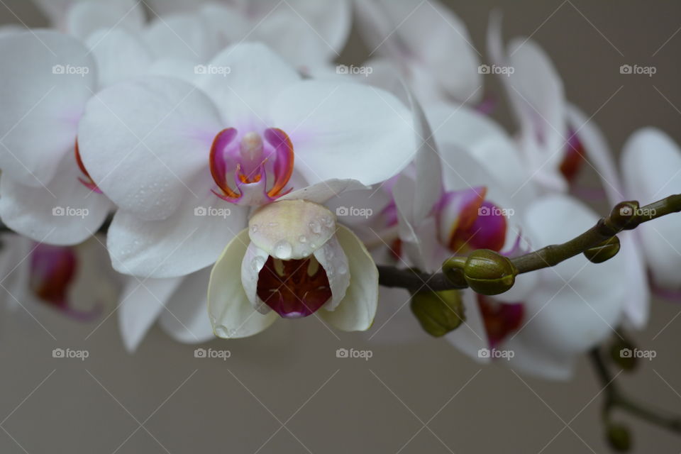 orchids flowers on a white background