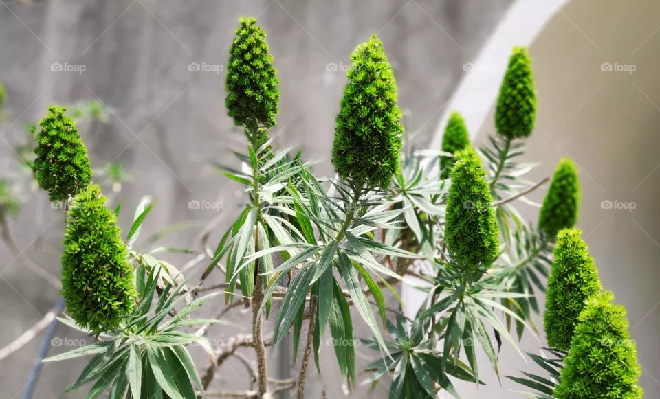 Green Echium.