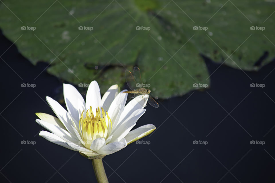 The beauty of dragonfly on White Lotus Bloom in ponds