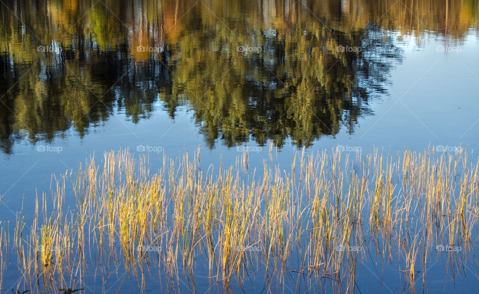 Reflection on water. 