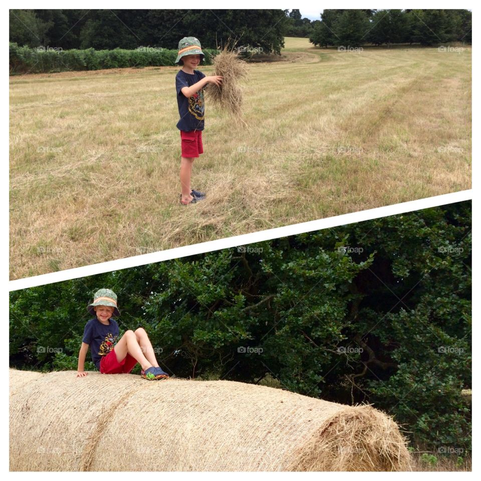 Harvest time in the hay field, Painshill, Cobham, Surrey, England