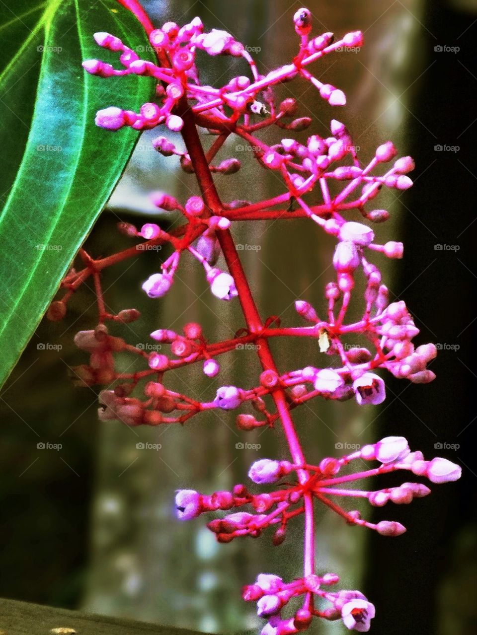 Pink wild flowers