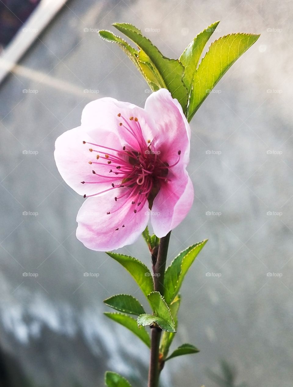 Beautiful pink flower shinning in the sunlight.😍📸 I just love this shot of mine.🌸