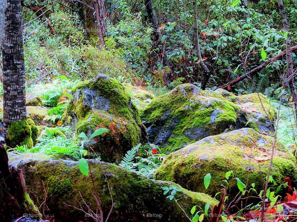 Moss on Rocks