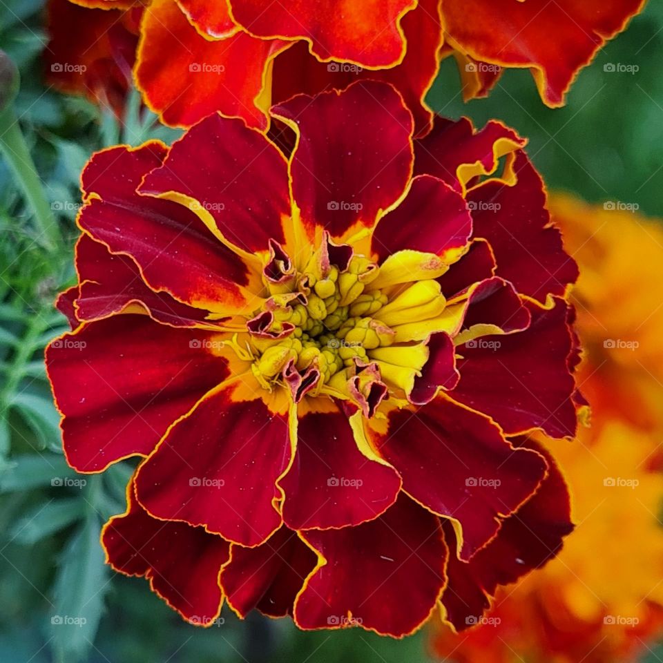 Vibrant Marigold Blossom in Full Bloom
