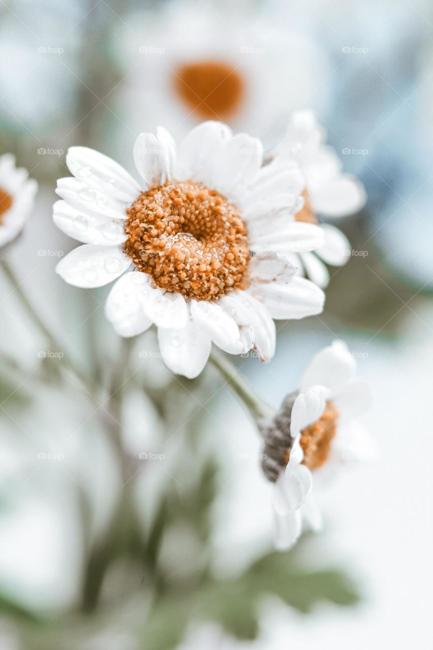 A flower in a vase