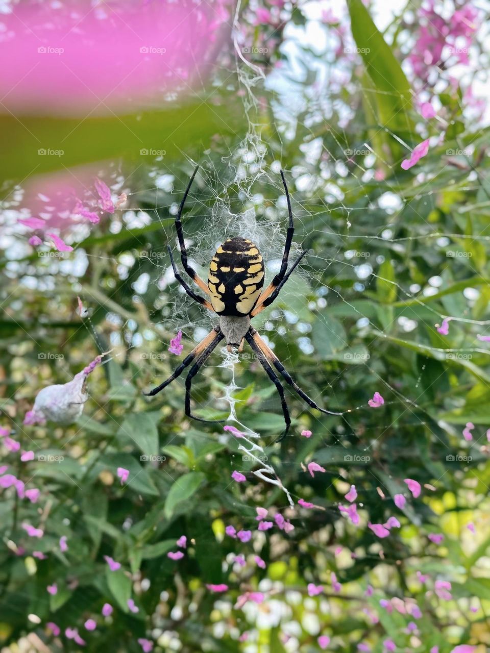 Garden spider