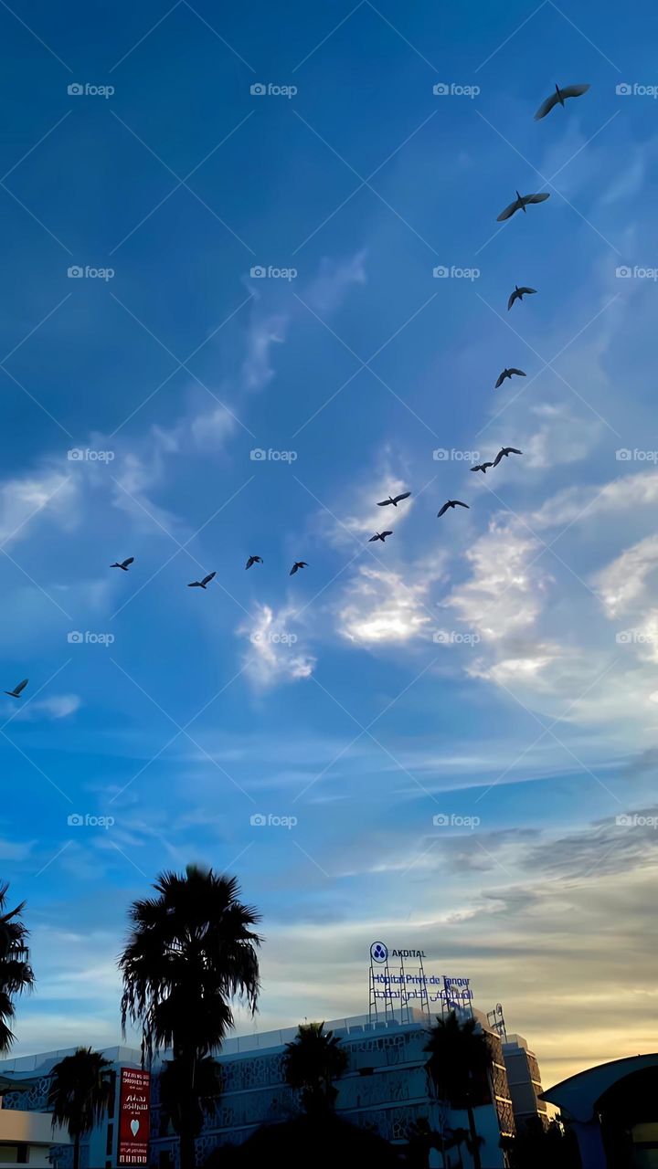 Clear sky birds