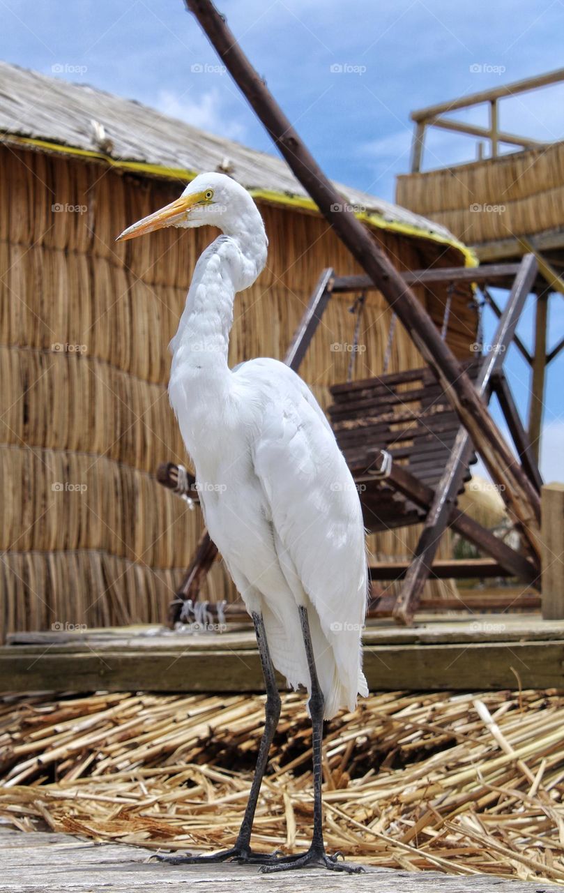 On our visit to the swimming islands of Uros on the Titicaca Lake, we met this great egret called Martín. We could watch his feeding time and he was always somewhere around the island. An impressive bird.😊