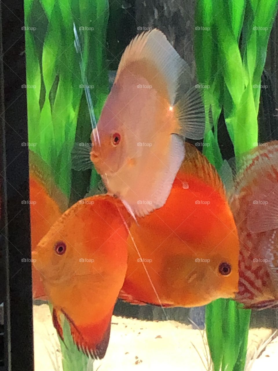 Discus Tank