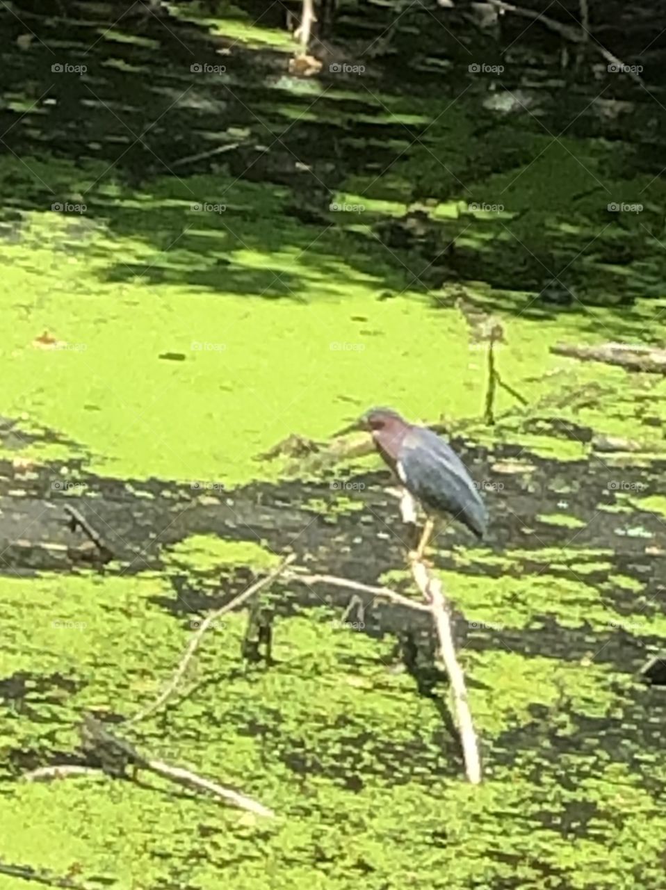 Night heron perched on branch mossy canal water marsh 