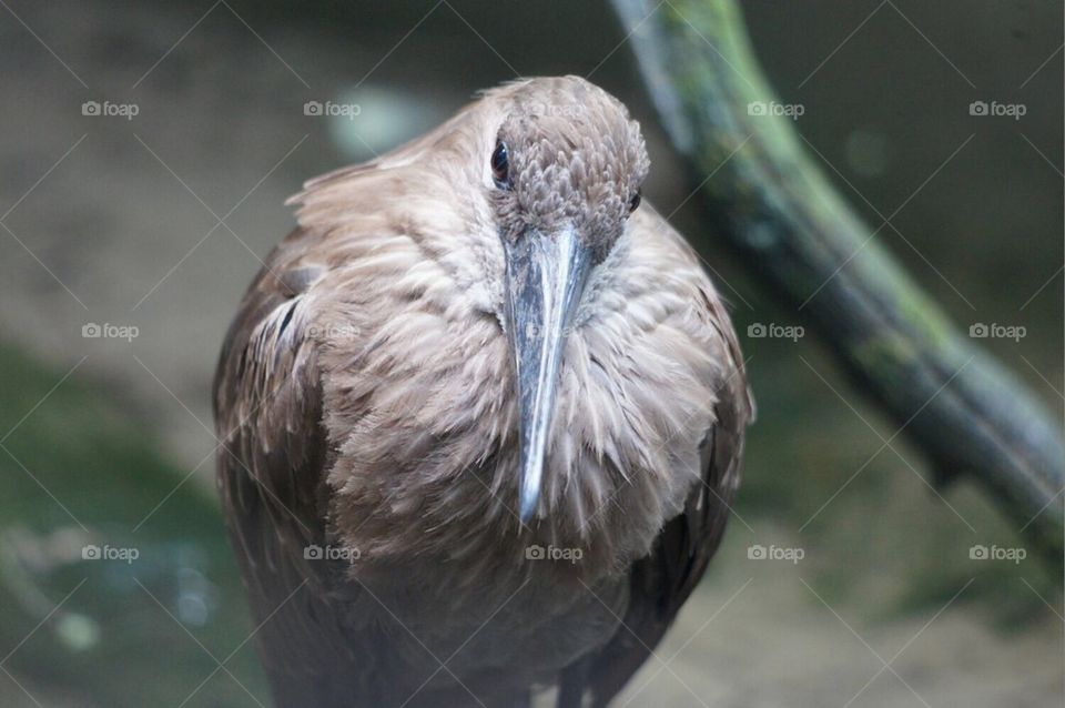 Hammerkop
