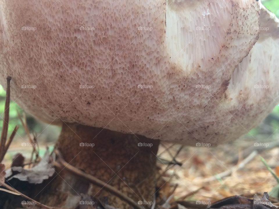 Mushroom bite 