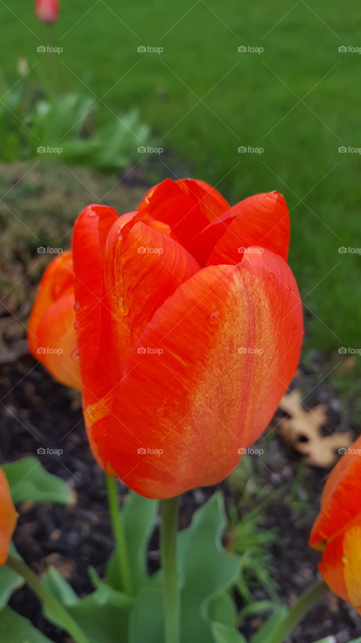 Orange tulip