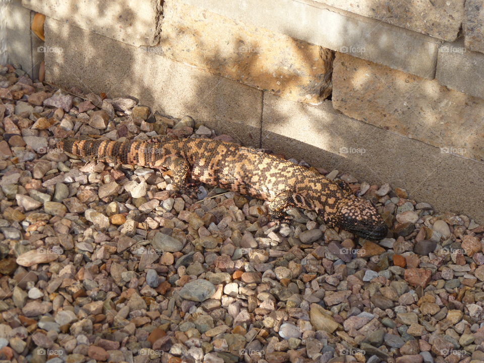 Backyard Gila Monster